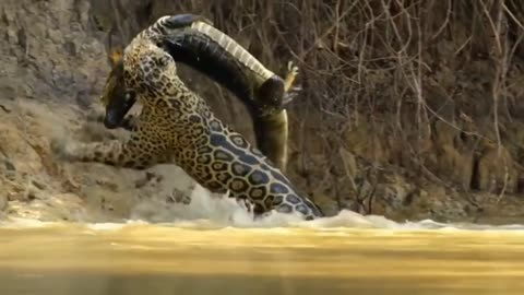 crocodile vs leopard😁 😁 😁 I chose the wrong one for my lunch