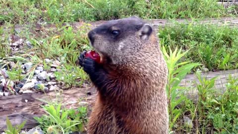 Feeding cute groundhog outside of our office_