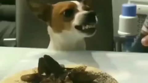 Funny Dog Reaction Moments