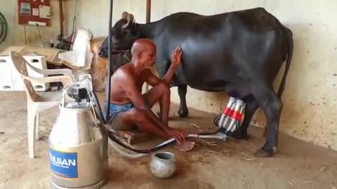 Buffalo Milking Machine