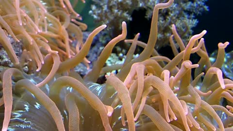 anemone sea