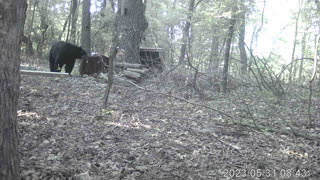 Bears being nosey