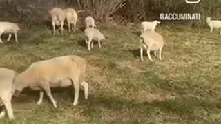 Mountain goats up close and personal