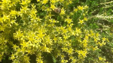 Sedum and bees