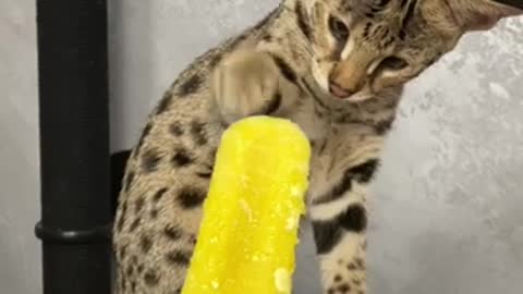 Саванна и фруктовое мороженое 🐆🍦_savannahf1 _richcatsss