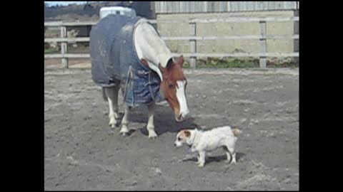 Horse and dog are best friends