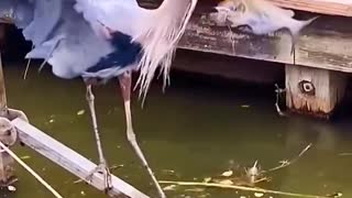 Artful Bird Fishing