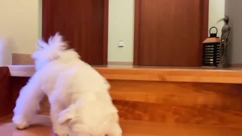 How to teach a puppy walk the stairs Cute Maltese dog Funny Christmas time video