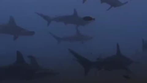 Hammerheads cruising along the sand