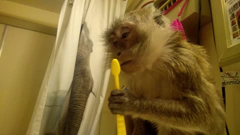 Monkey knows fresh breath means a clean tongue