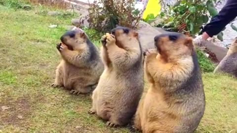 Cute Wild animal bobak marmot or prairie dog 16 #marmot #animal #prairiedog #animals #wildanimals