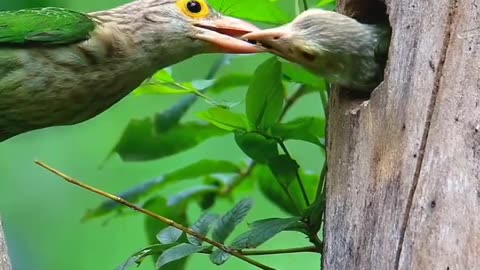 Mother Bird Feeding her baby