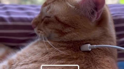 charging the cat funny video