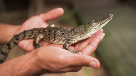 baby crocodile