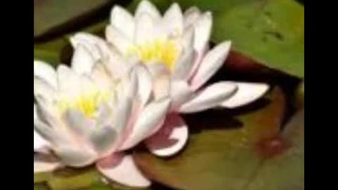 Water Lilly