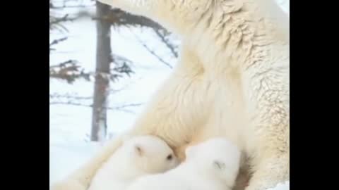 Have you ever seen a baby polar bear? Baby polar bears look like stuffed animals