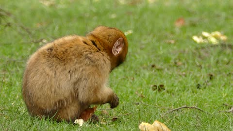 A monkey eating bread