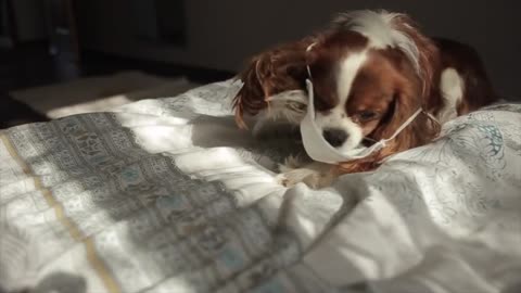 Funny puppy takes off a medical mask from herself that the hostess puts on during quarantine