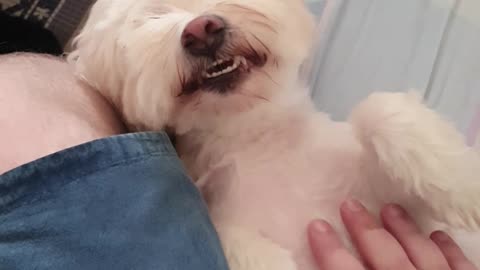 Snoopy gets belly rubs and sneezes