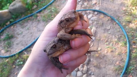 Grey Toads Squeak