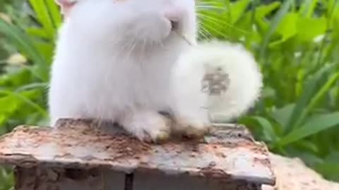 Cute Baby Rabbit 🐇 Playing Feeding || so cute Rabbit 🐰 Videos