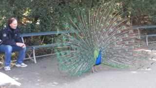 The Peacock