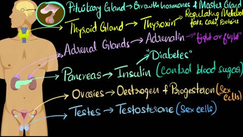 Endocrine system (major hormones & functions) | Control & Coordination | Biology | Khan Academy
