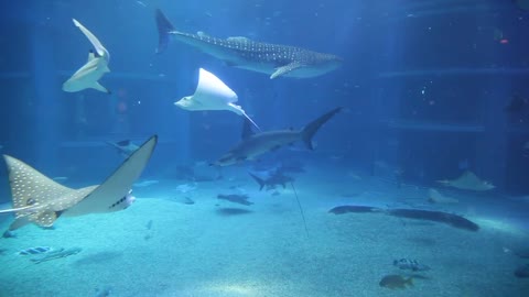 Pacific ocean marine life in the giant Osaka aquarium tank.