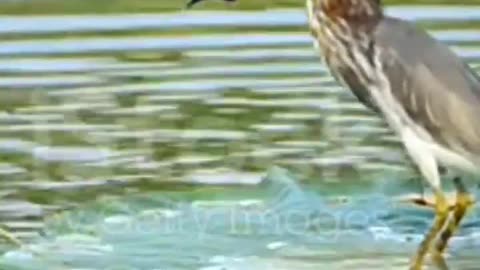 bird eating fish. wild animal life. african savanna. short video. animal. discovery(720P_HD)