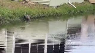 Helping a Heron Hooked by a Fishing Line