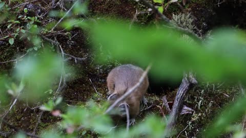 A Japanese Pika Snacking on Moss Plants 🌱