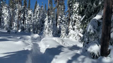 Forest Trees Blanketed in Snow – Central Oregon – Swampy Lakes Sno-Park