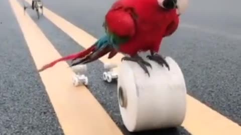 legendary clever parrot