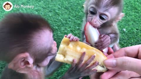 Baby monkey bibi couple picking fruit animal home