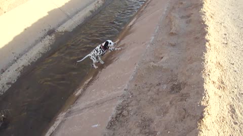 Curious Dalmatian puppy slips adorably into water