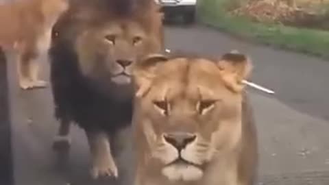 Animals lion video