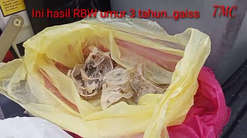 RM$$ Hasil Jual Sarang Walit Ribu² #rbw #walitv #birdnest