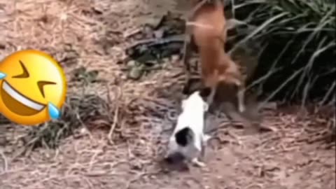 Funny animal video We sincerely hope you enjoy it; please follow us if you wanna