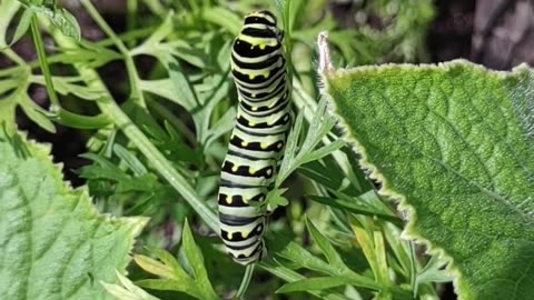 Black Swallowtail Caterpillar Munching On Carrot Leaves