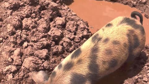 Pigs' Mud Bubble Fiesta: Splish, Splash, & Giggle! 🎊🐷 #fyp #H5Ranch #animalantics