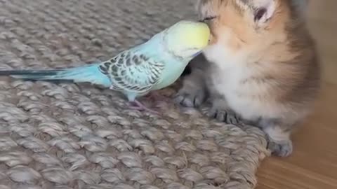 bird loves his cat friend
