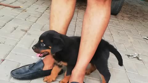 rottweiler dog - rottweiler - rottweiler puppies - dog training - rottweiler dog attack