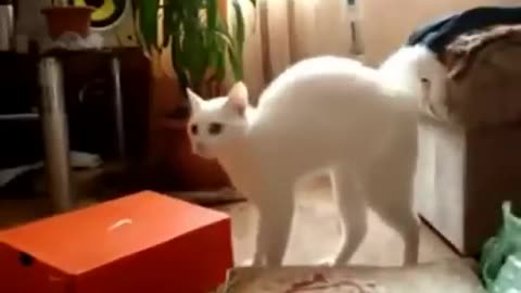 Cat walking on two legs