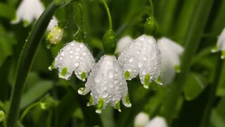 Drops of peace and harmony: calming and relaxing the mind and emotions with the sound of rain.
