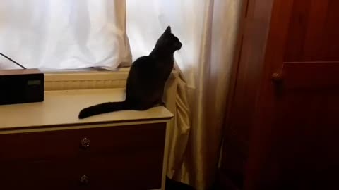 Cat sees a Ghost