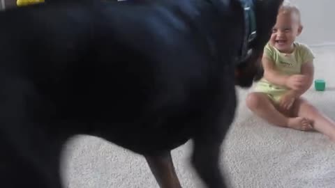 Doberman playing with baby so nicely #shorts video