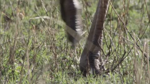 Three Cheetahs Vs Ostrich | Life