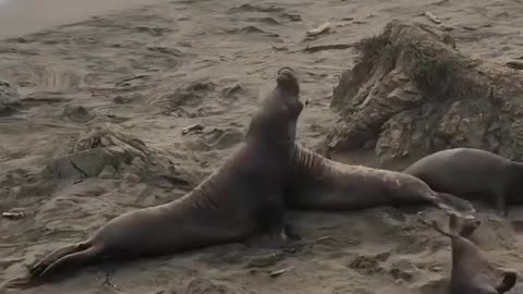 Male elephant seal defending his harem from a young upstart.