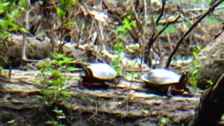 Painted Turtles