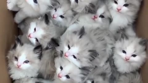 Cute cat's